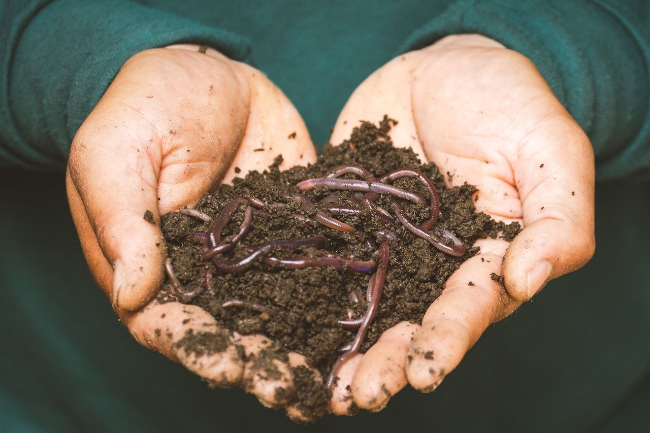 A close-up of someone holding both hands out full of compost which is full of worms