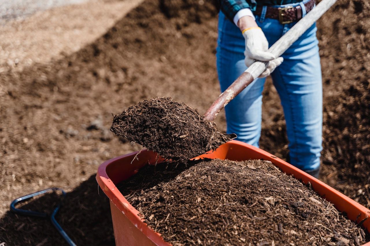 A man taking freshly composted compost out of a wheelbarrow and putting into the garden