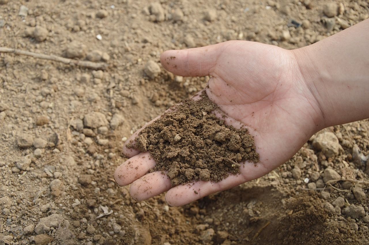 A man holds out his hand holding soil next to the ground