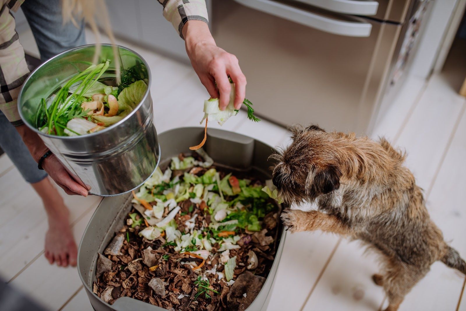 A lady empties her kitchen compost bin into a larger compost bin, overlooked by her dog