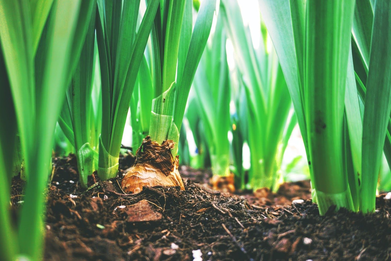 A close-up of onion plants growing out of nutrient-rich dirt and soil