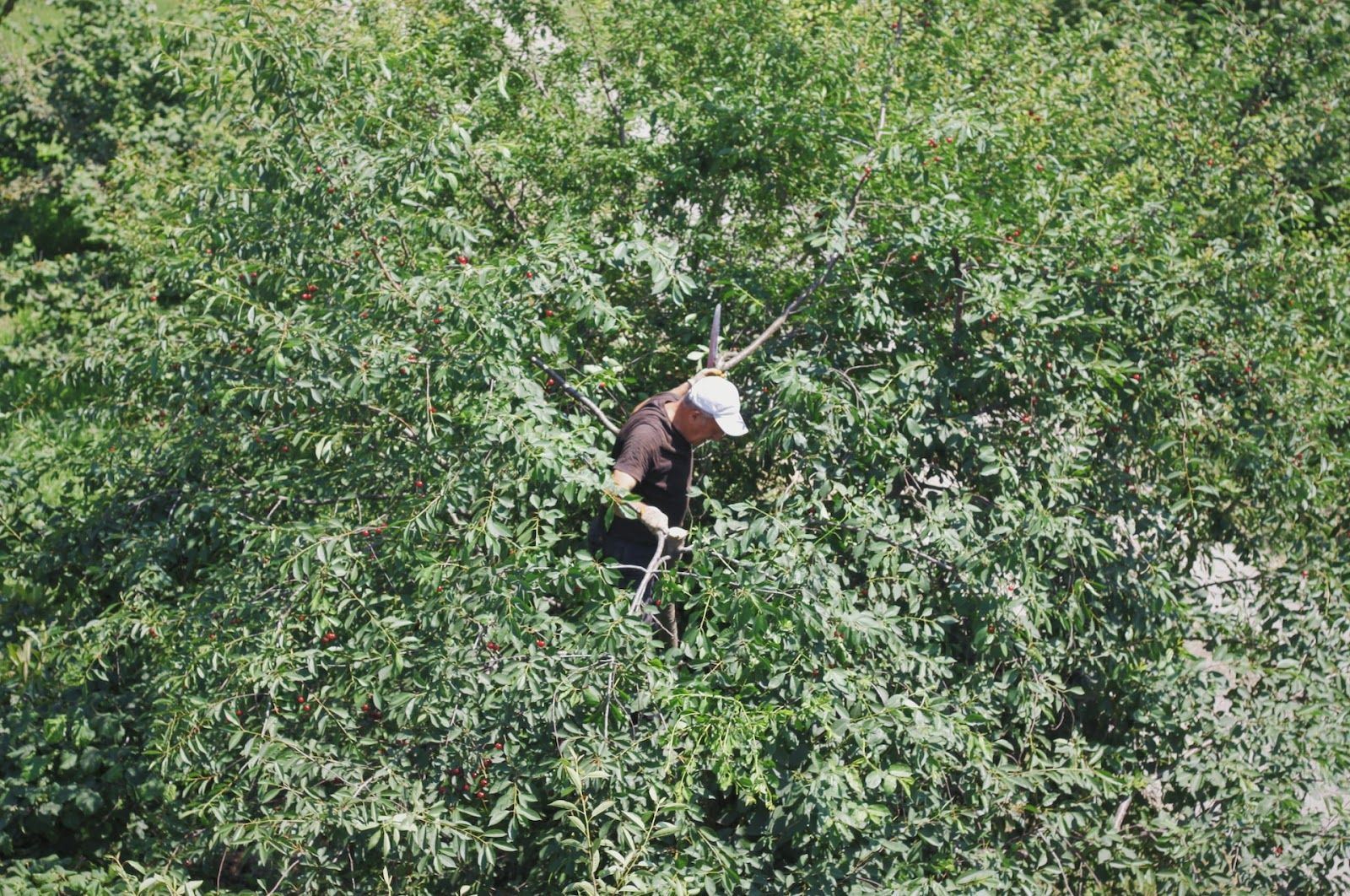 A man working in the middle of a tree, cutting branches off